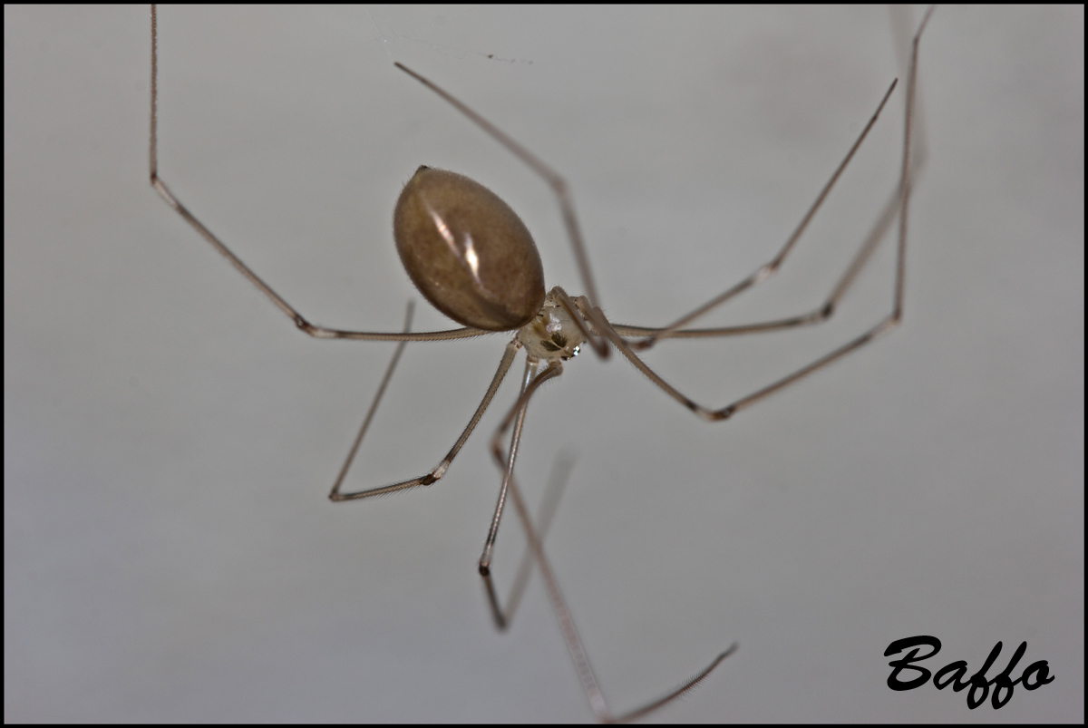 Pholcus phalangioides